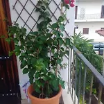 Apartment Sole Mio Milina